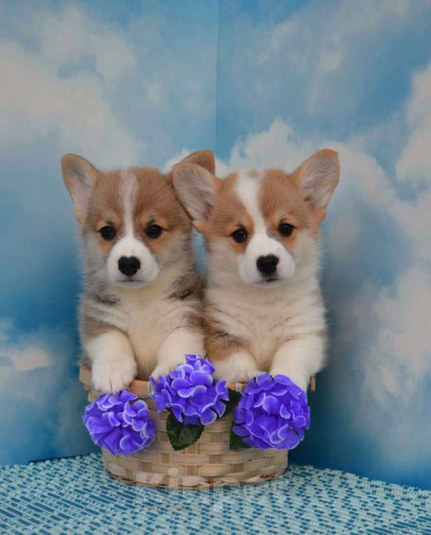 Собаки в Ногинске: Мальчики корги Мальчик, 45 000 руб. - фото 2