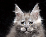 Кошки в Видном: Ласковый мальчишка мейн-кун  Мальчик, 95 000 руб. - фото 6