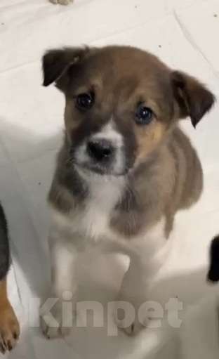 Собаки в Липецке: Щенки из приюта ищут дом Девочка, Бесплатно - фото 1