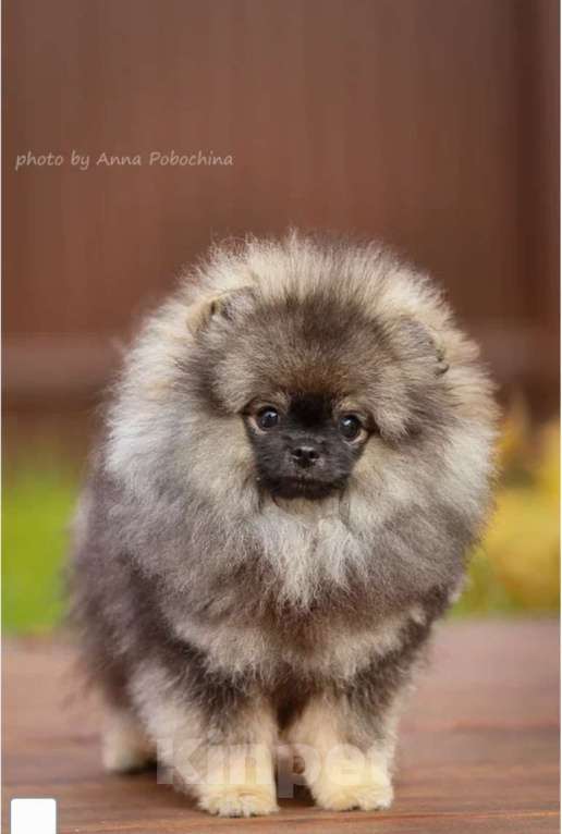 Собаки в Долгопрудном: Щенки померанского шпица  Мальчик, 95 000 руб. - фото 2
