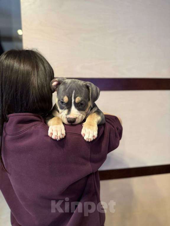 Собаки в Симферополе: Американский булли  Девочка, 60 000 руб. - фото 3