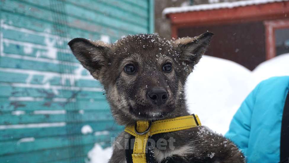 Собаки в Ногинске: Вегас Мальчик, Бесплатно - фото 1