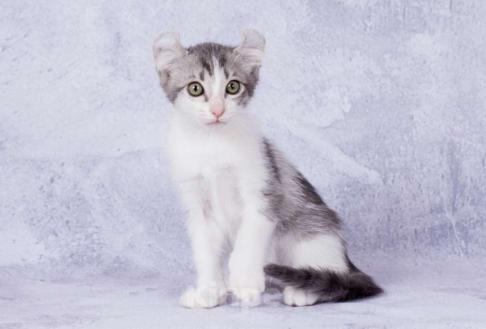 Кошки в Москве: Американский кёрл Мальчик, Бесплатно - фото 3