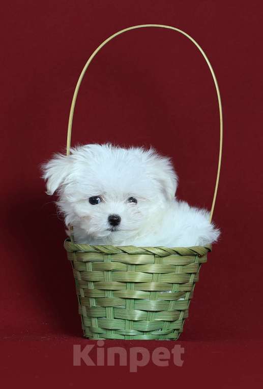 Собаки в Курске: Мальтийская болонка щенок Мальчик, Бесплатно - фото 1