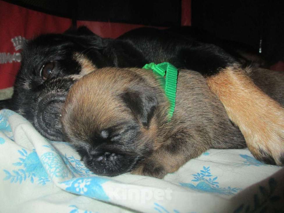 Собаки в Пскове: Щенок пти брабансона Мальчик, 50 000 руб. - фото 4
