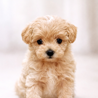 мальтипу девочка