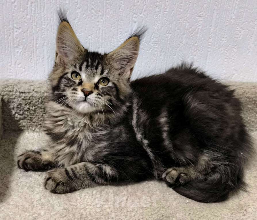 Кошки в Санкт-Петербурге: Кот мейн-кун Мальчик, 65 000 руб. - фото 8