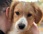 Собаки в Краснодаре: Щеночек Мальчик, Бесплатно - фото 1