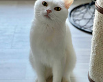 Кошки в Москве: Кот Бланш ищет дом Мальчик, Бесплатно - фото 2