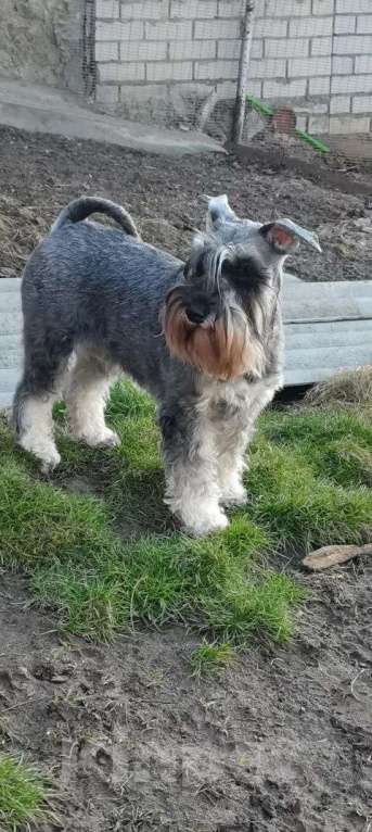 Собаки в Воронеже: Щенки цвергшнауцера Девочка, Бесплатно - фото 4