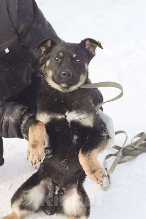 Собаки в Новосибирске: Собака щенок Мальчик, 100 руб. - фото 4
