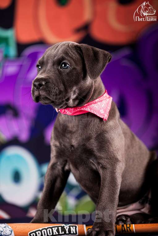 Собаки в Ульяновске: Американский питбультерьер, щенок Девочка, Бесплатно - фото 8