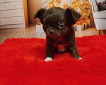 Собаки в Санкт-Петербурге: Шоколадная девочка Девочка, 80 000 руб. - фото 2