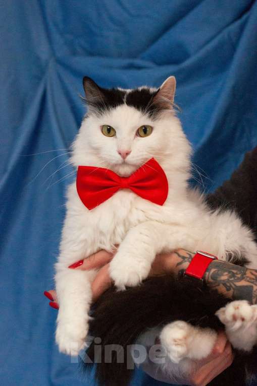 Кошки в Ногинске: Кот,  знающий толк в бабочках, ждет свою семью в приюте Мальчик, Бесплатно - фото 2