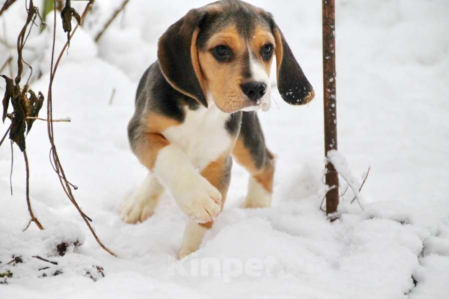 Собаки в Москве: Невероятно красивые щенки Мальчик, 50 000 руб. - фото 2