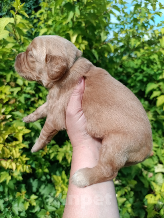 Собаки в Москве: Щенки золотистого ретривера Разнополые, 80 000 руб. - фото 4
