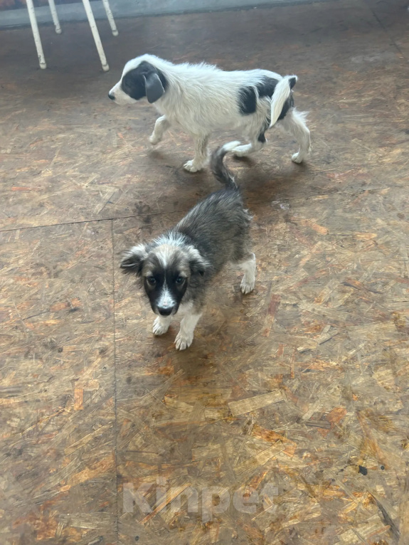 Собаки в Москве: Малышки-девчонки в добрые руки Девочка, Бесплатно - фото 2