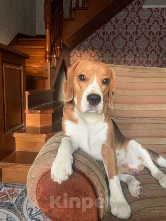Собаки в Березовском: Предлагается для вязки кобель породы Бигль. Екатеринбург. Мальчик, 3 000 руб. - фото 4