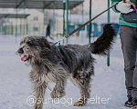 Собаки в Москве: ОЗорная принцесса Лея в поисках дома Девочка, Бесплатно - фото 2