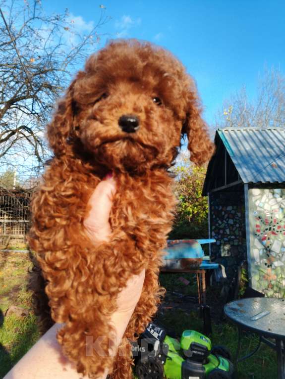 Собаки в Москве: Девочка той-пуделя с РКФ Девочка, 150 000 руб. - фото 9