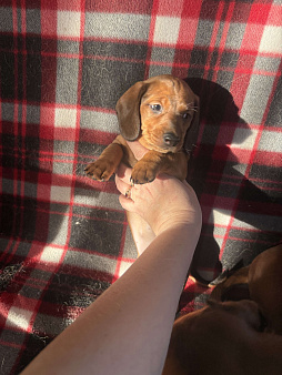 Щенки мини таксы