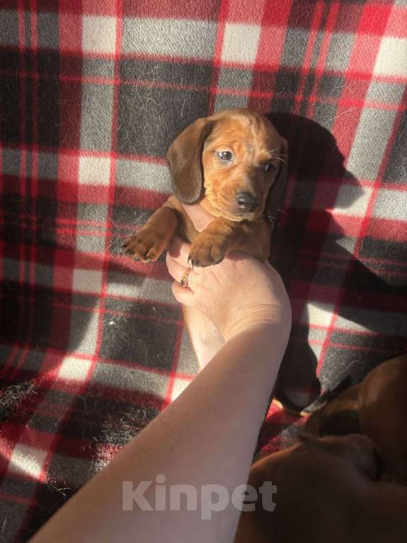 Собаки в Туле: Щенки мини таксы Мальчик, 18 000 руб. - фото 1