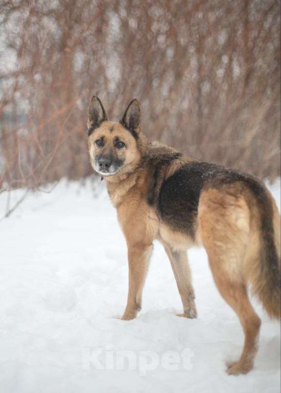 Собаки в Москве: Лилу - совершенство Девочка, Бесплатно - фото 4