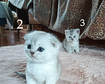 Кошки в Москве: Продам Шотландских вислоухих котят Девочка, 10 000 руб. - фото 4
