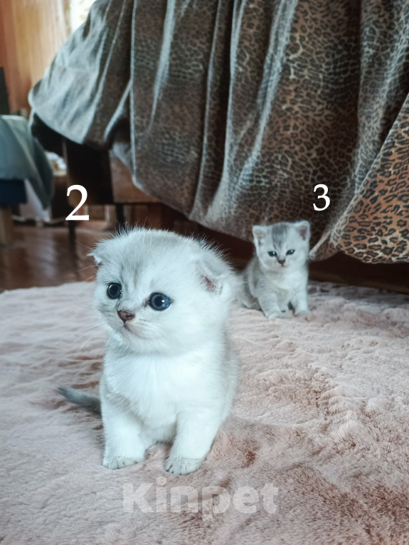 Кошки в Москве: Продам Шотландских вислоухих котят Девочка, 10 000 руб. - фото 4