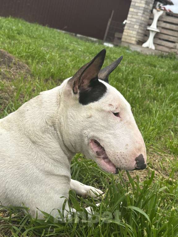 Собаки в Москве: Миниатюрный бультерьер Девочка, 120 000 руб. - фото 5