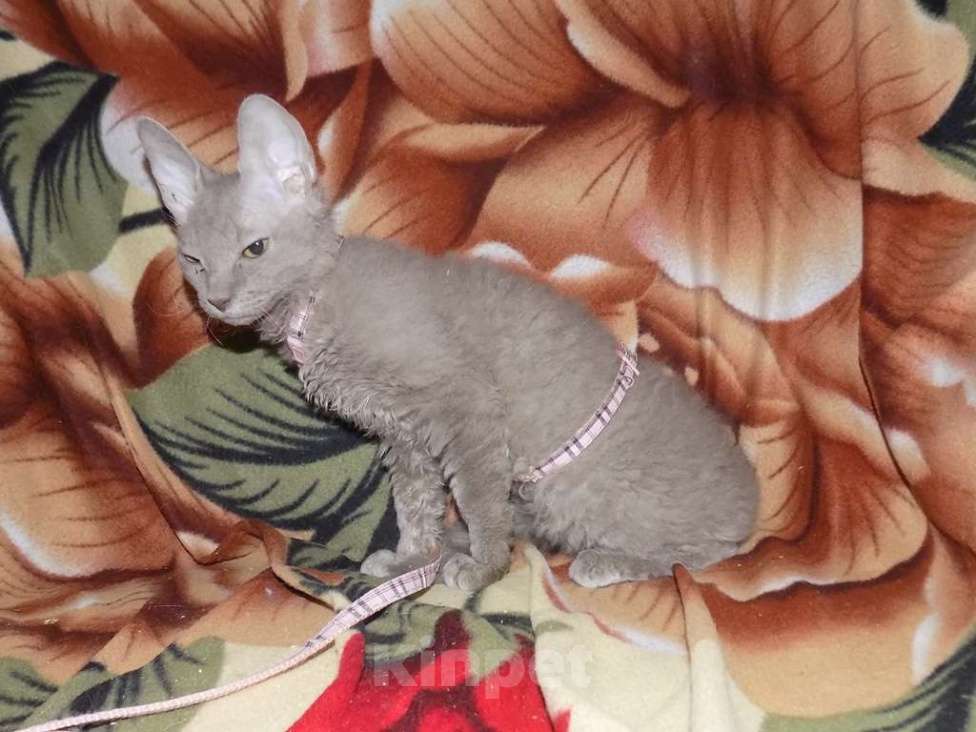 Кошки в Москве: Уральский рекс, девочка Девочка, 20 000 руб. - фото 5