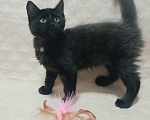 Кошки в Москве: Маленькие котята (2 мес.) в добрые руки Девочка, Бесплатно - фото 5