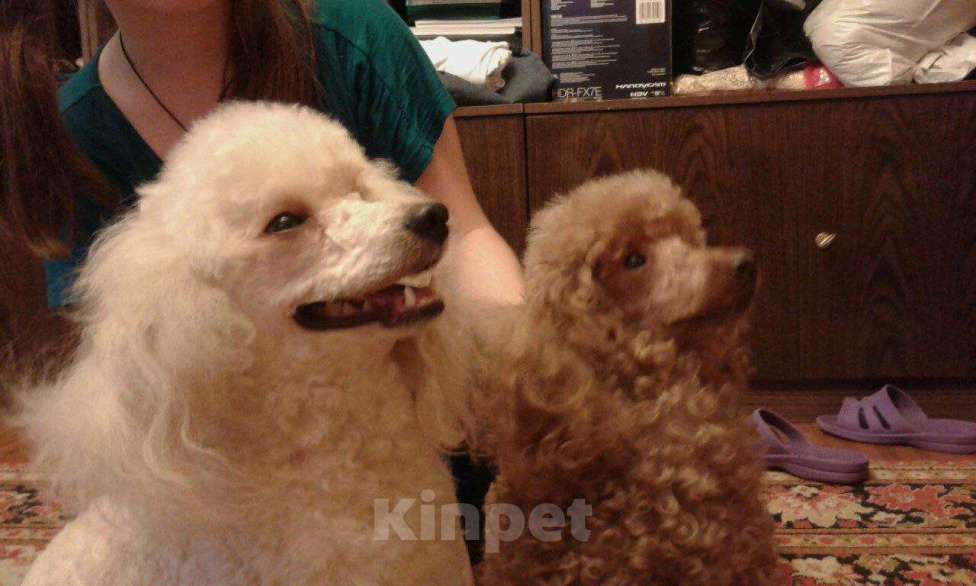 Собаки в Москве: Ищем сучку на случку  Мальчик, 5 000 руб. - фото 3