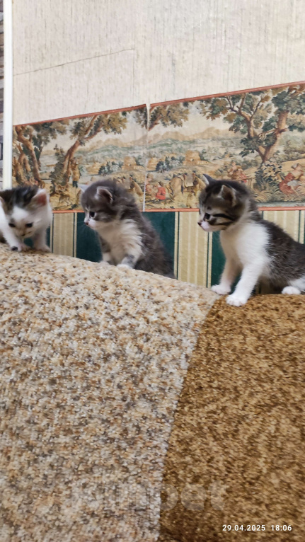 Кошки в Ростове-на-Дону: Отдаю бесподобных котят в добрые руки Девочка, Бесплатно - фото 3