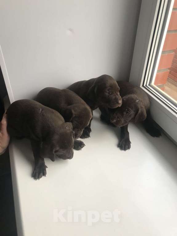 Собаки в Твери: Щенки курцхаара Девочка, 20 руб. - фото 7