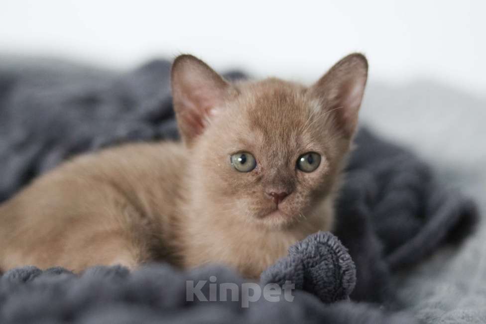 Кошки в Нижнем Новгороде: Европейская бурма, кошечка, шоколадный окрас Девочка, 46 000 руб. - фото 3