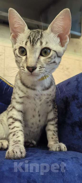 Кошки в Санкт-Петербурге: Котёнок Мау Эрос Мальчик, 50 000 руб. - фото 3