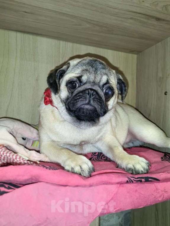 Собаки в Новосибирске: Девочка подросток 6 месяцев Девочка, 25 000 руб. - фото 5