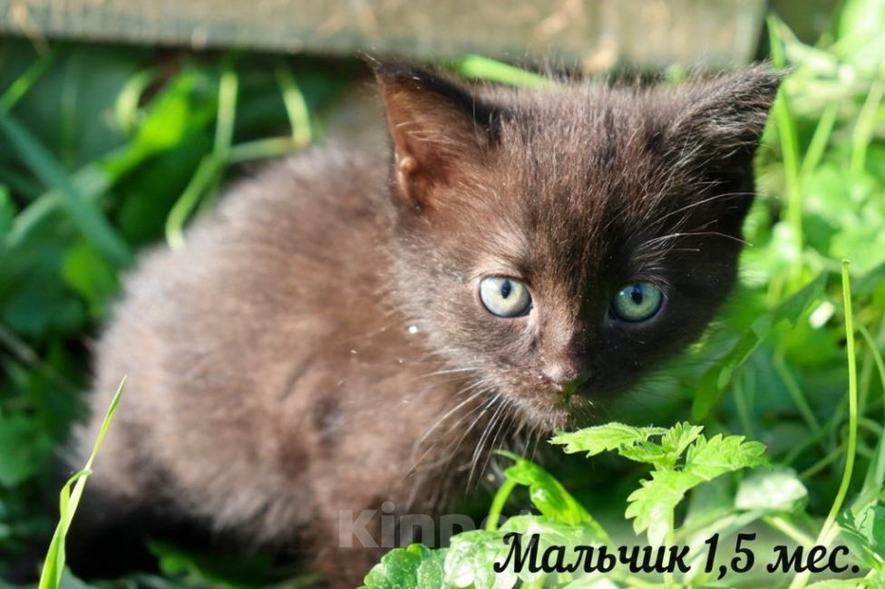 Кошки в Люберцах: Ищут дом настоящие комочки счастья Разнополые, Бесплатно - фото 7