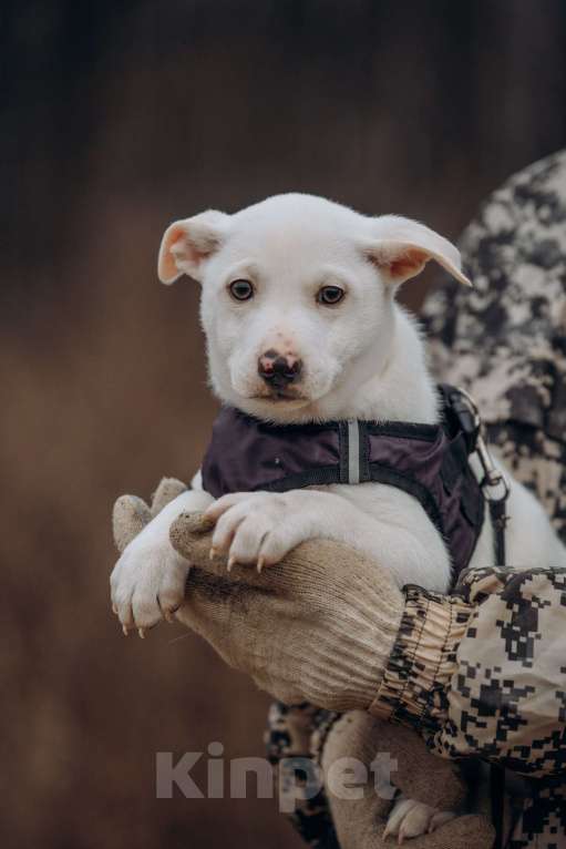 Собаки в Москве: Щенок- мальчик Мальчик, Бесплатно - фото 6