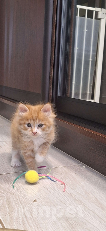 Кошки в Ростове-на-Дону: Малыши курилы Разнополые, Бесплатно - фото 2