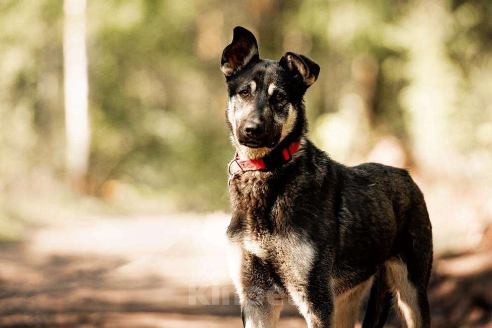 Собаки в Москве: Молодой кобель по кличке Чейз в поисках дома! Мальчик, Бесплатно - фото 7