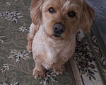Собаки в Краснодаре: Розовый пёс в очень добрые руки Мальчик, 555 руб. - фото 1