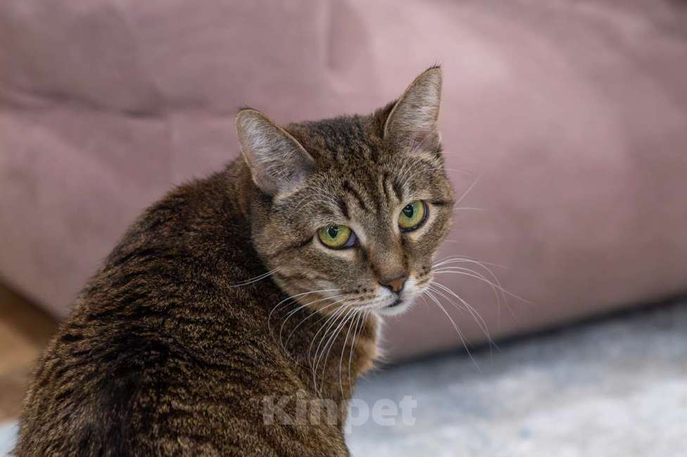 Кошки в Москве: Кошка Ройбуш в добрые руки Девочка, Бесплатно - фото 4