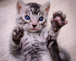 Кошки в Москве: бенгальский котенок серебро Мальчик, 60 000 руб. - фото 1