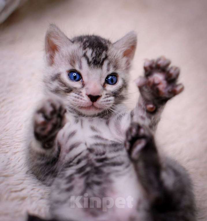 Кошки в Москве: бенгальский котенок серебро Мальчик, 60 000 руб. - фото 1