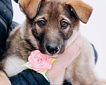 Собаки в Мытищах: Щенок Ася ищет любящую семью и дом Девочка, Бесплатно - фото 1
