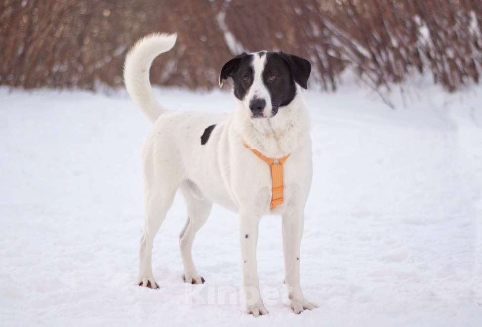 Собаки в Москве: Позитивный и общительный Макс в добрые руки Мальчик, Бесплатно - фото 1