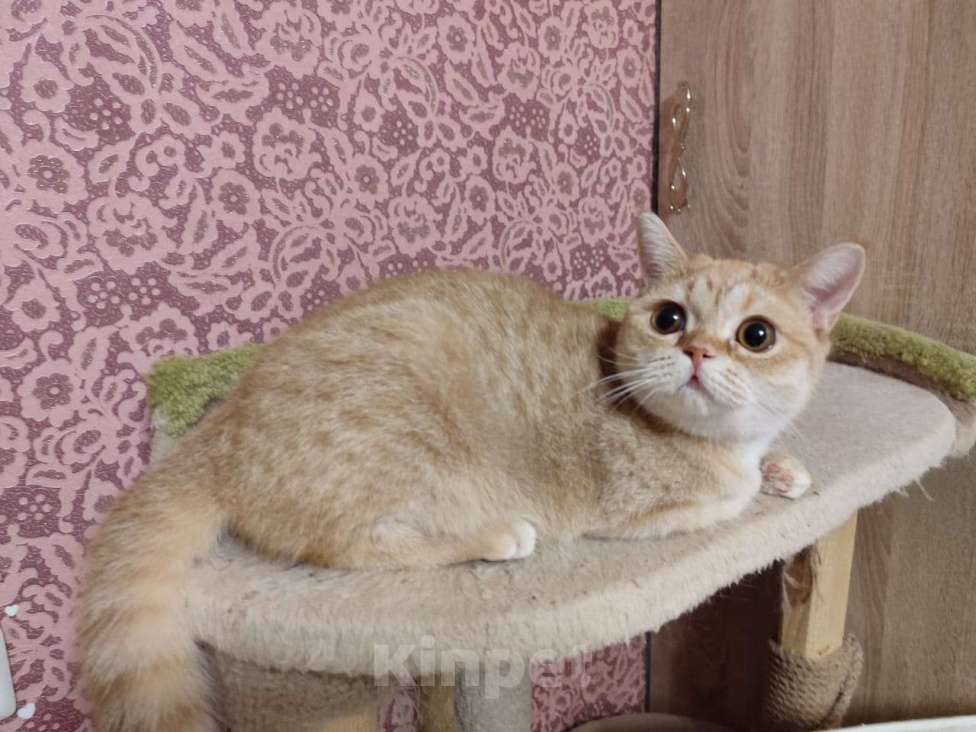 Кошки в Москве: Британские котята  Девочка, 15 000 руб. - фото 2