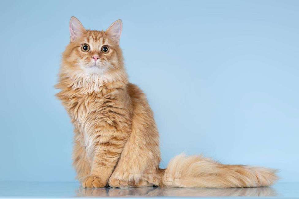 Кошки в Москве: Для рыжего пушистуна по имени Лютик ищем самые добрые руки.  Мальчик, Бесплатно - фото 6